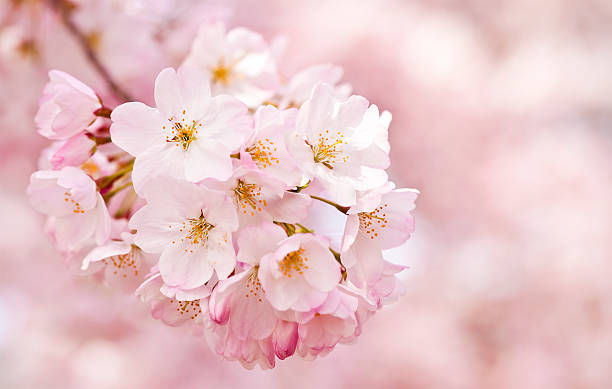 Cherry blossoms for skin