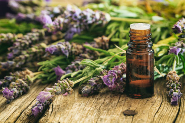 Lavender oil benefits for hair